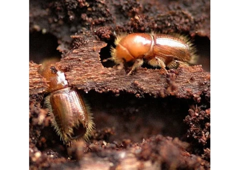 Pest Control Canberra - 4/4