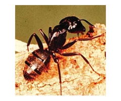 Have To Hire Reputed Ant Control Experts For Their Proactive Services?