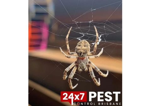 Spider Control Brisbane - 1/3