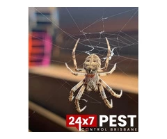 Spider Control Brisbane
