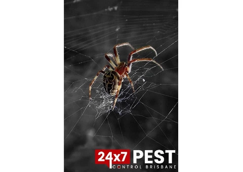 Spider Control Brisbane - 2/3
