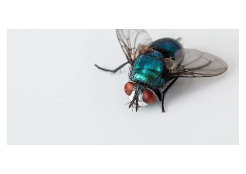 Flies Control Adelaide - 1/4