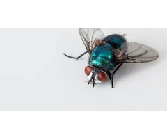 Flies Control Adelaide