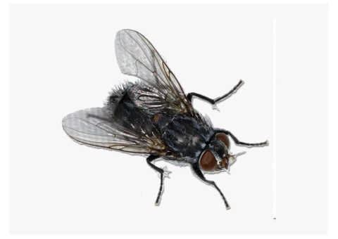 Flies Control Adelaide - 2/4