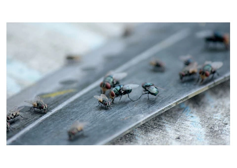 Flies Control Adelaide - 3/4