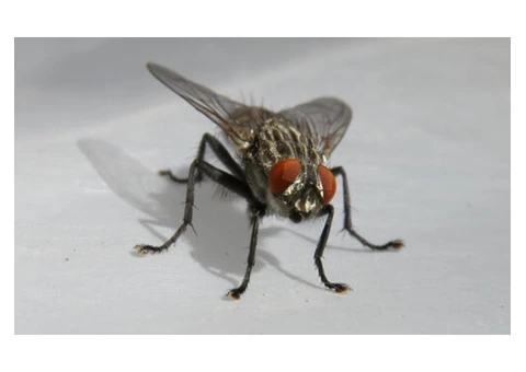 Flies Control Adelaide - 4/4