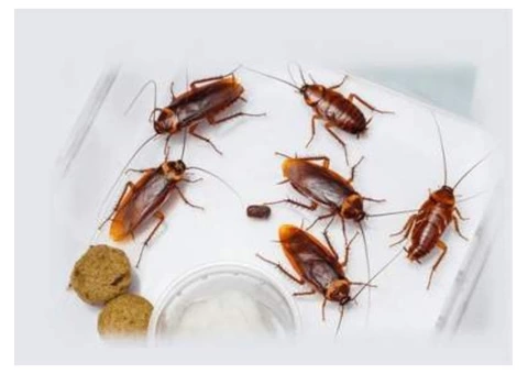 Cockroach Control Adelaide - 3/3