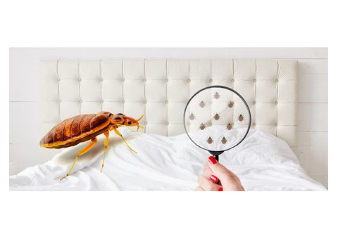 Bed Bug Control Brisbane - 3/4