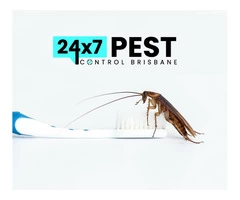 Cockroach Control Brisbane