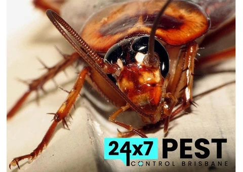 Cockroach Control Brisbane - 2/7
