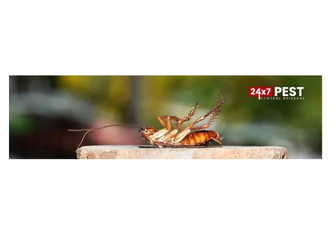 Cockroach Control Brisbane - 5/7