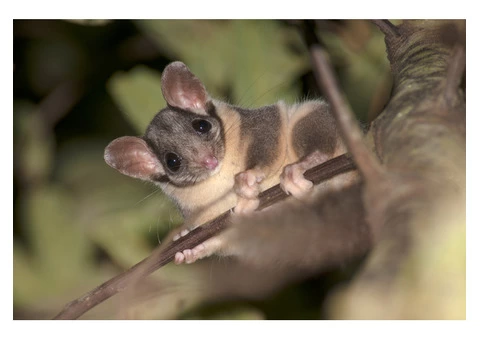 Ace Possum Removal Brisbane
