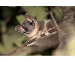 Ace Possum Removal Brisbane