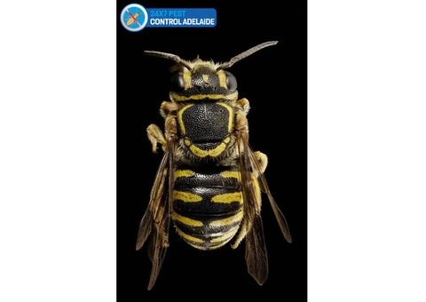 Bee Removal Adelaide - 1/3