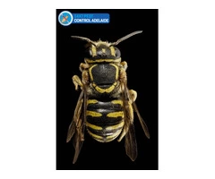 Bee Removal Adelaide