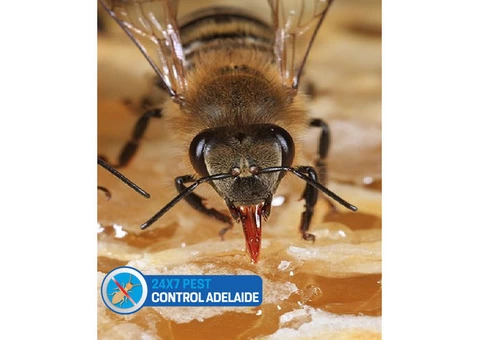 Bee Removal Adelaide - 2/3