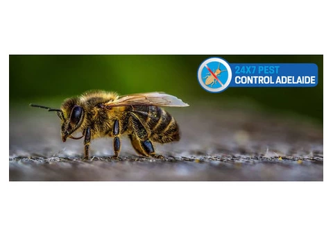 Bee Removal Adelaide - 3/3