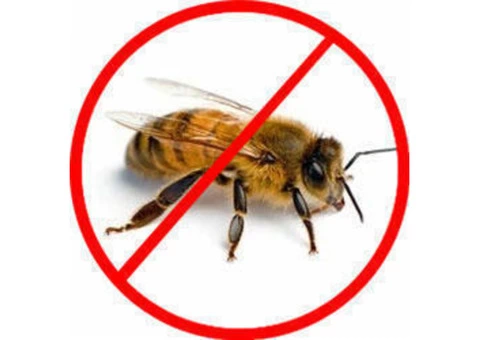 Bee Removal Brisbane - 1/6