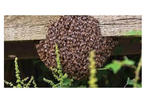 Bee Removal Brisbane - 3/6