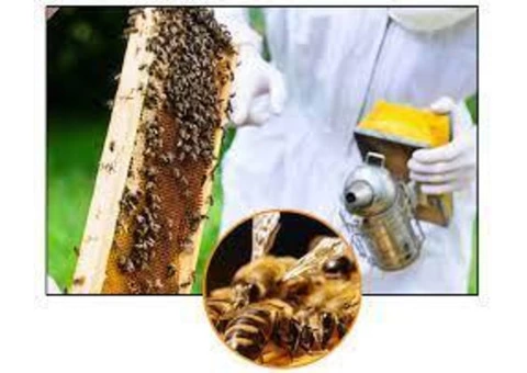 Bee Removal Brisbane - 4/6