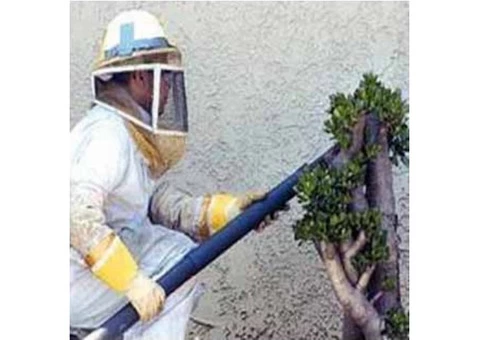 Bee Removal Brisbane - 5/6