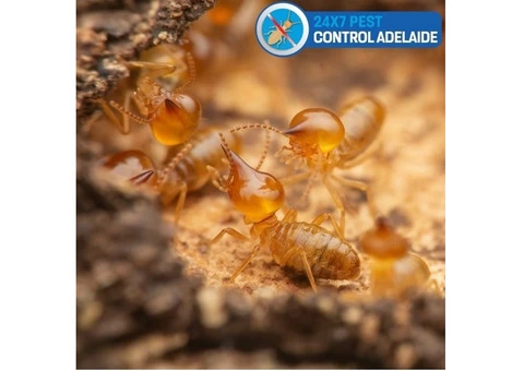 Termite Control Adelaide - 2/5