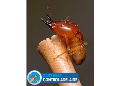 Termite Control Adelaide - 3/5