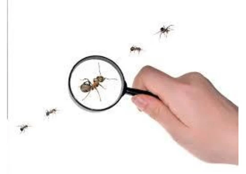 Ant Exterminator Sydney - 3/6