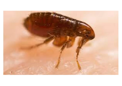 Fleas Control Hobart - 1/3