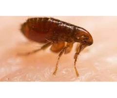 Fleas Control Hobart