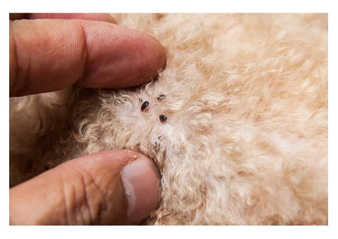 Fleas Control Hobart - 2/3