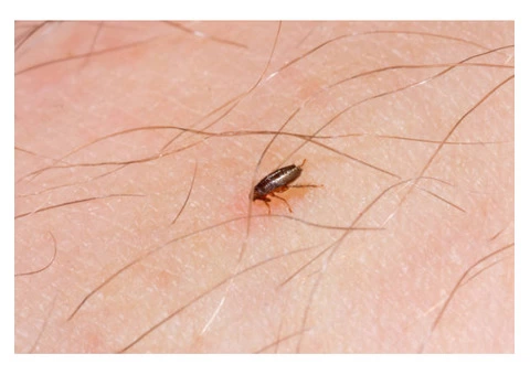 Fleas Control Hobart - 3/3