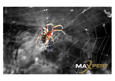 Spider Control Sydney - 1/6