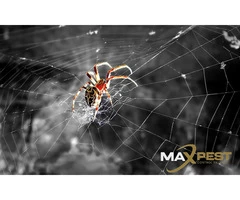 Spider Control Sydney