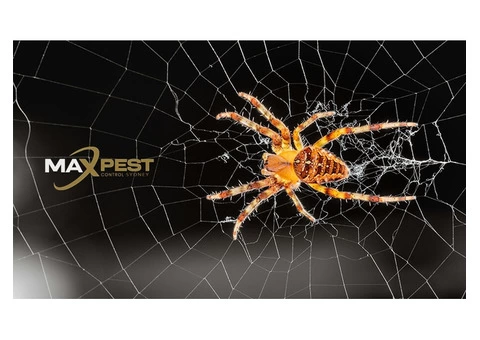 Spider Control Sydney - 2/6