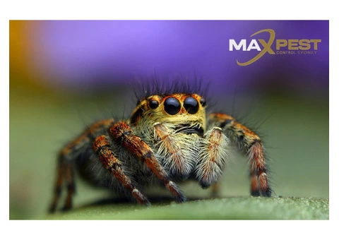 Spider Control Sydney - 3/6