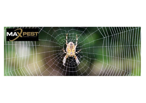 Spider Control Sydney - 4/6
