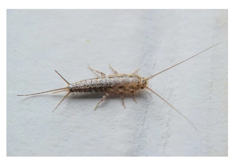 Silverfish Control Sydney - 1/5