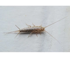Silverfish Control Sydney