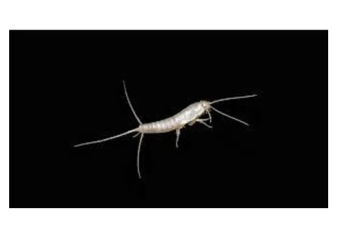 Silverfish Control Sydney - 4/5