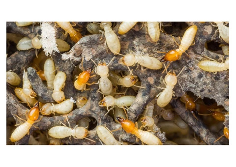 Termite Control Hobart - 1/4