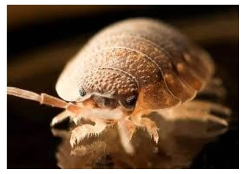 Bed Bug Control Hobart - 4/5