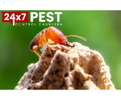 Termite Control Canberra