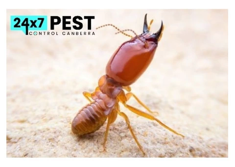 Termite Control Canberra - 3/8
