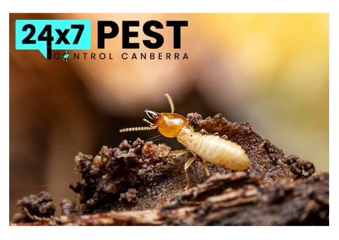 Termite Control Canberra - 4/8