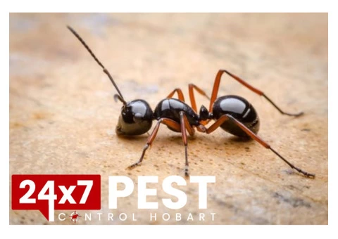 Ant control Hobart - 3/5