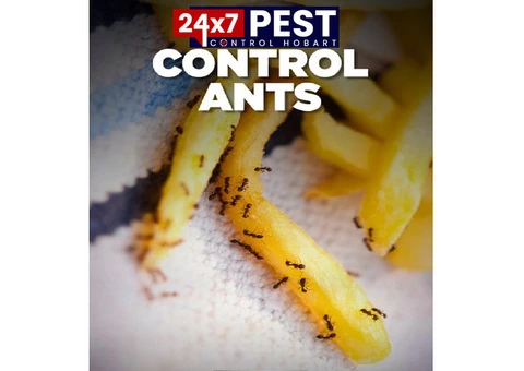 Ant control Hobart - 4/5