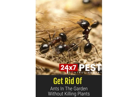 Ant control Hobart - 5/5