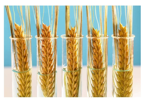 Have to get your crops cleaned before marketing them?