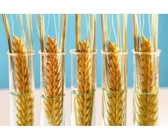 Have to get your crops cleaned before marketing them?